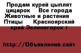 Продам курей цыплят,цицарок. - Все города Животные и растения » Птицы   . Красноярский край,Зеленогорск г.